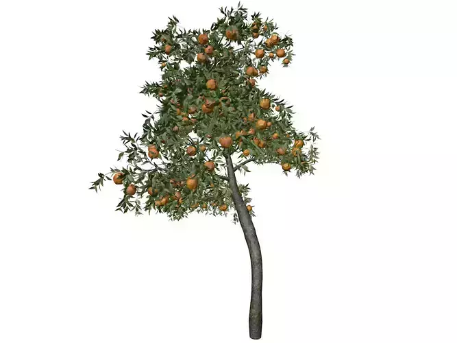 Orange Tree - 04 -