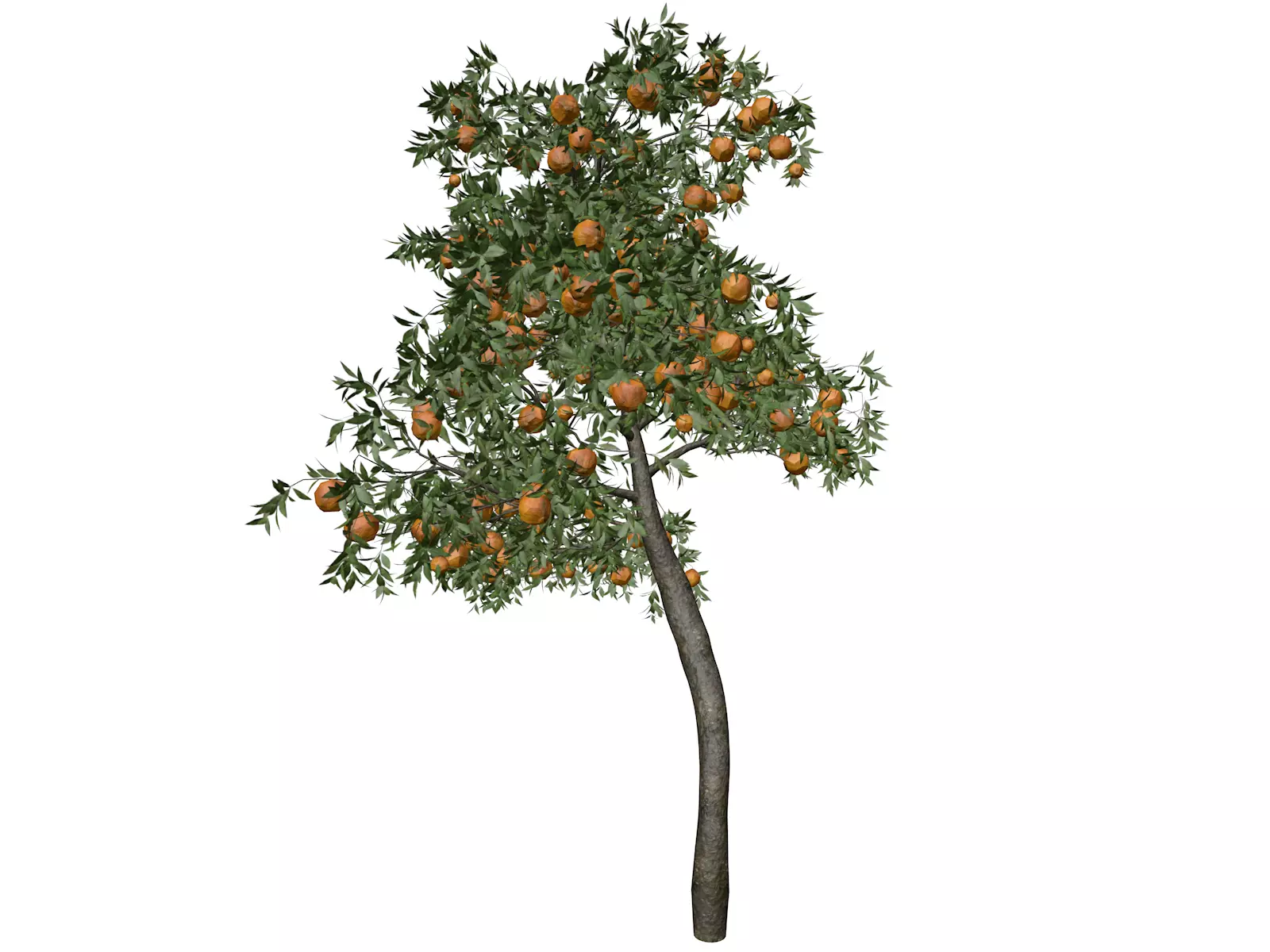 Orange Tree - 04 - 3D model_0