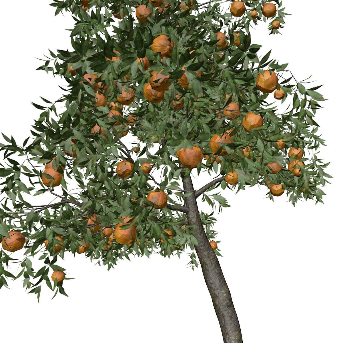 Orange Tree - 04 - 3D model_3