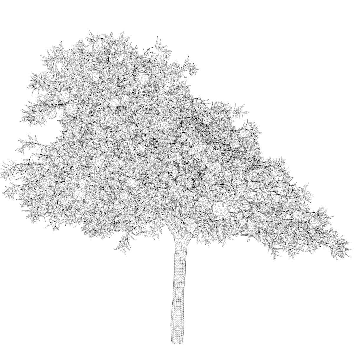 Orange Tree - 05 - 3D model_2