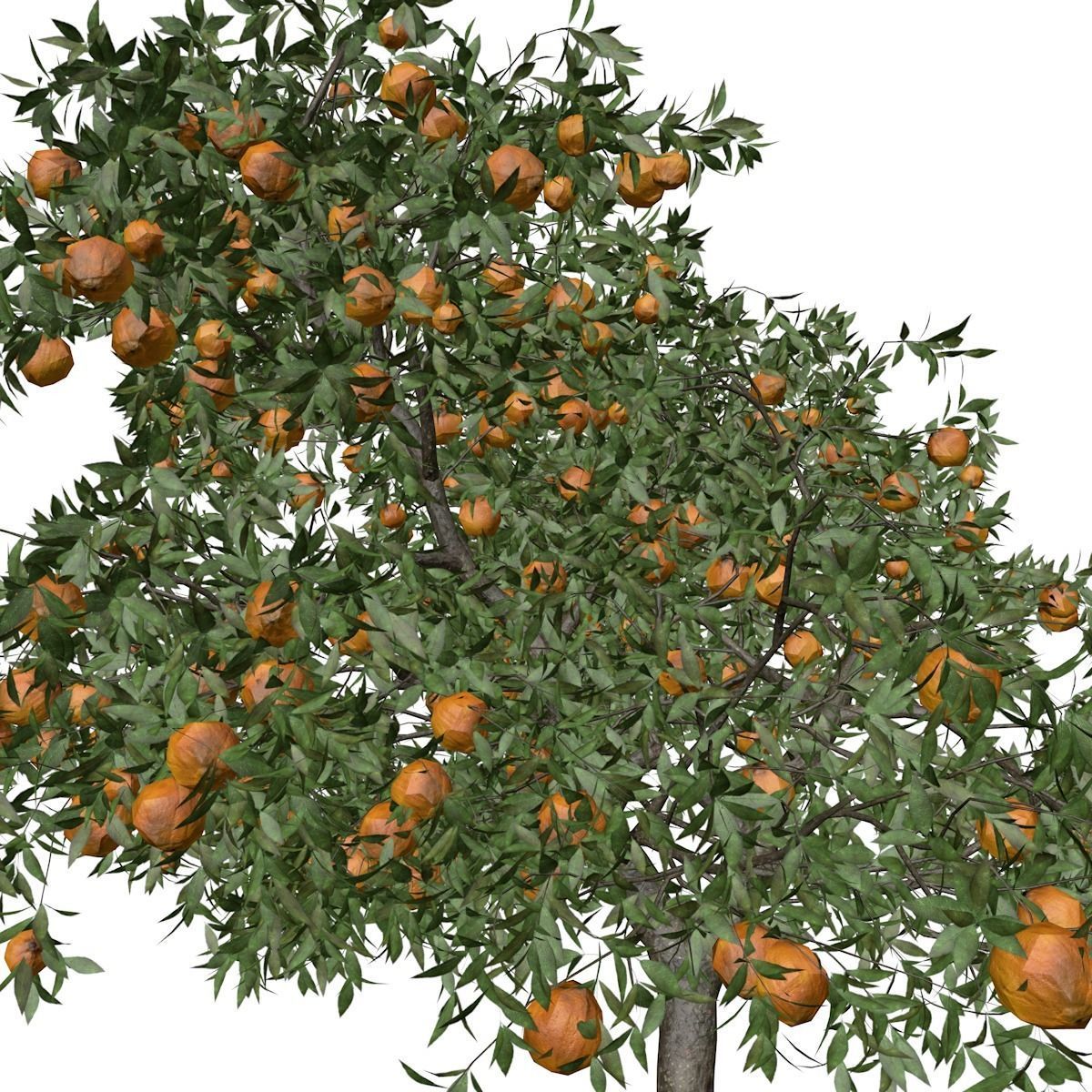 Orange Tree - 05 - 3D model_3