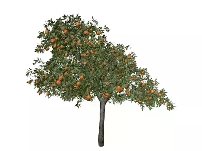 Orange Tree - 05 - 3D model Orange Tree - 05 - 3D model