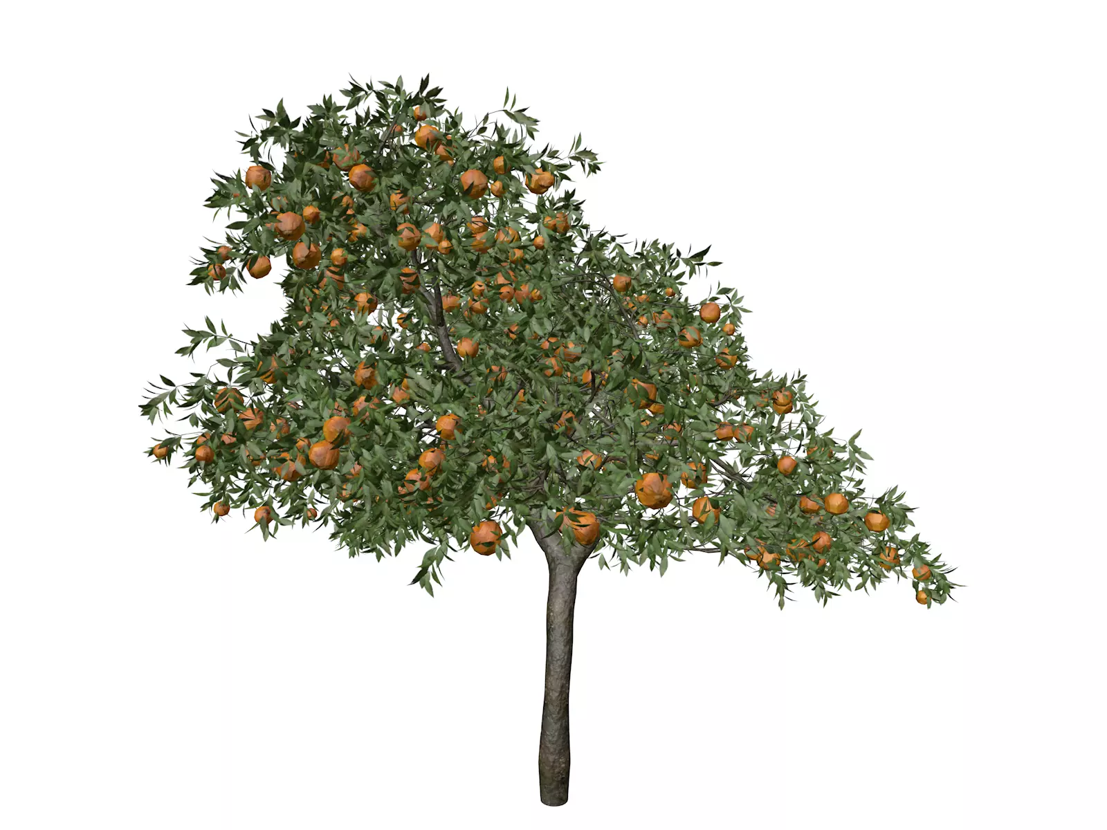 Orange Tree - 05 - 3D model_0