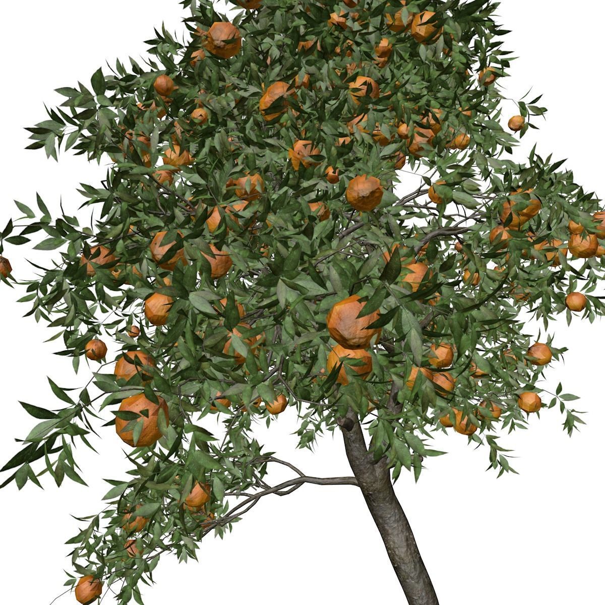 Orange Tree - 06 - 3D model_3