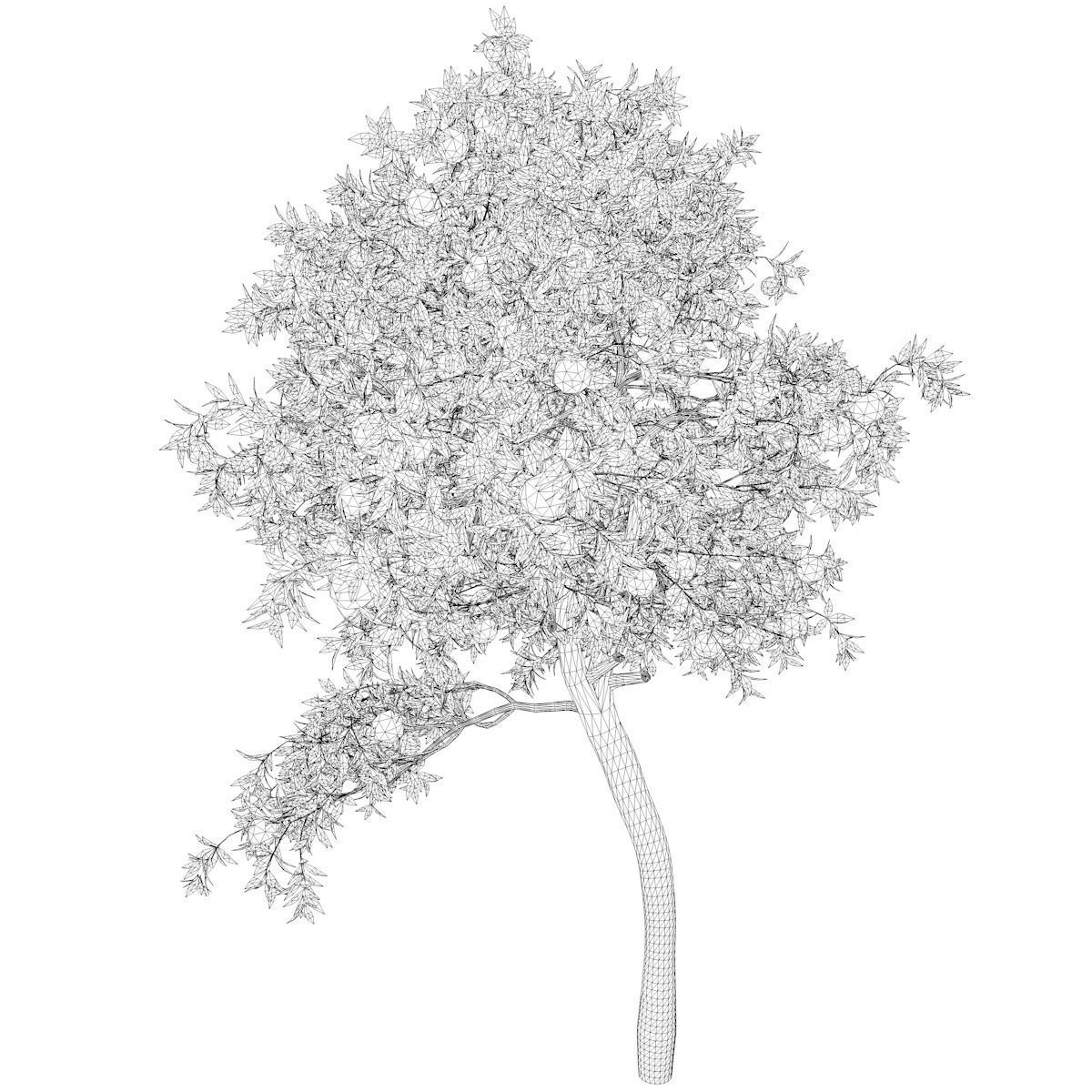 Orange Tree - 06 - 3D model_2