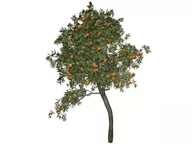 Orange Tree - 06 - 3D model