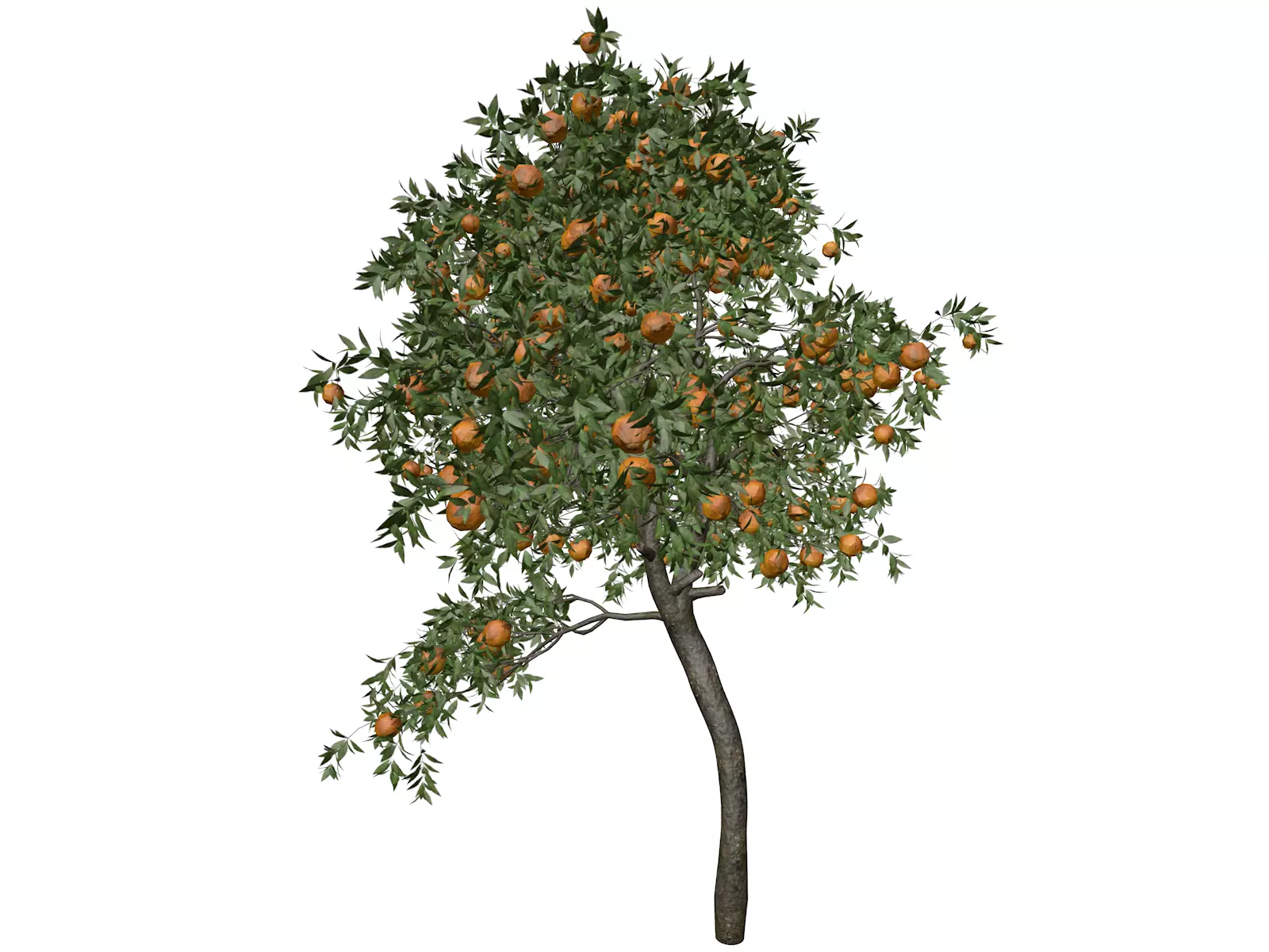 Orange Tree - 06 - 3D model_0