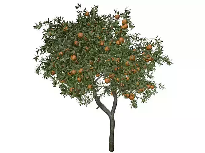 Orange Tree - 07 - 3D model