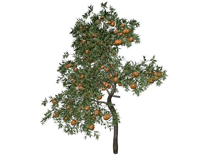 Orange Tree - 08 - 3D model