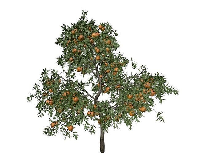 Orange Tree - 09 - 3D model
