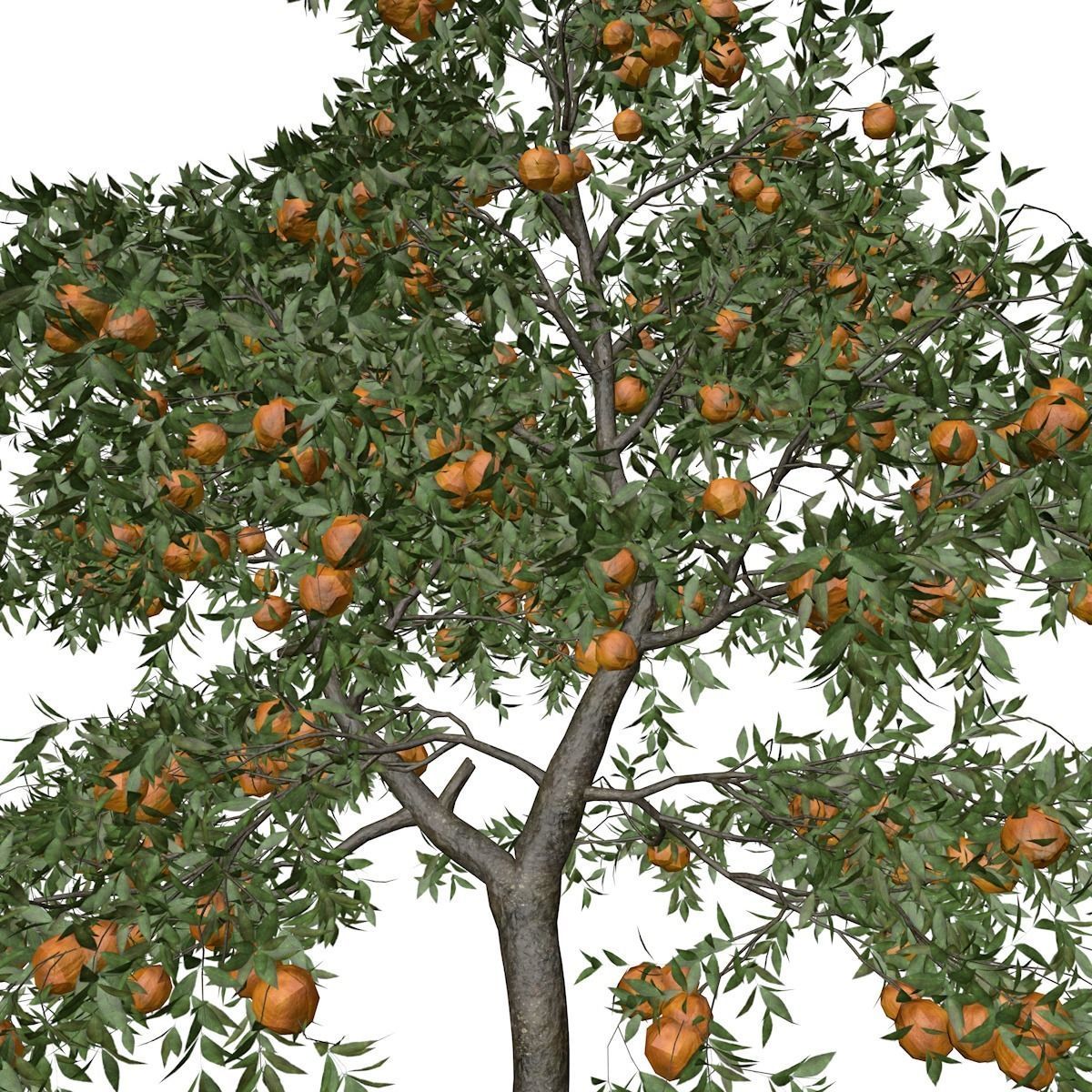 Orange Tree - 10 - 3D model_3