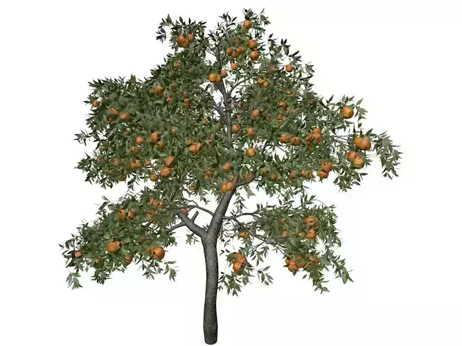 Orange Tree - 10 - 3D model