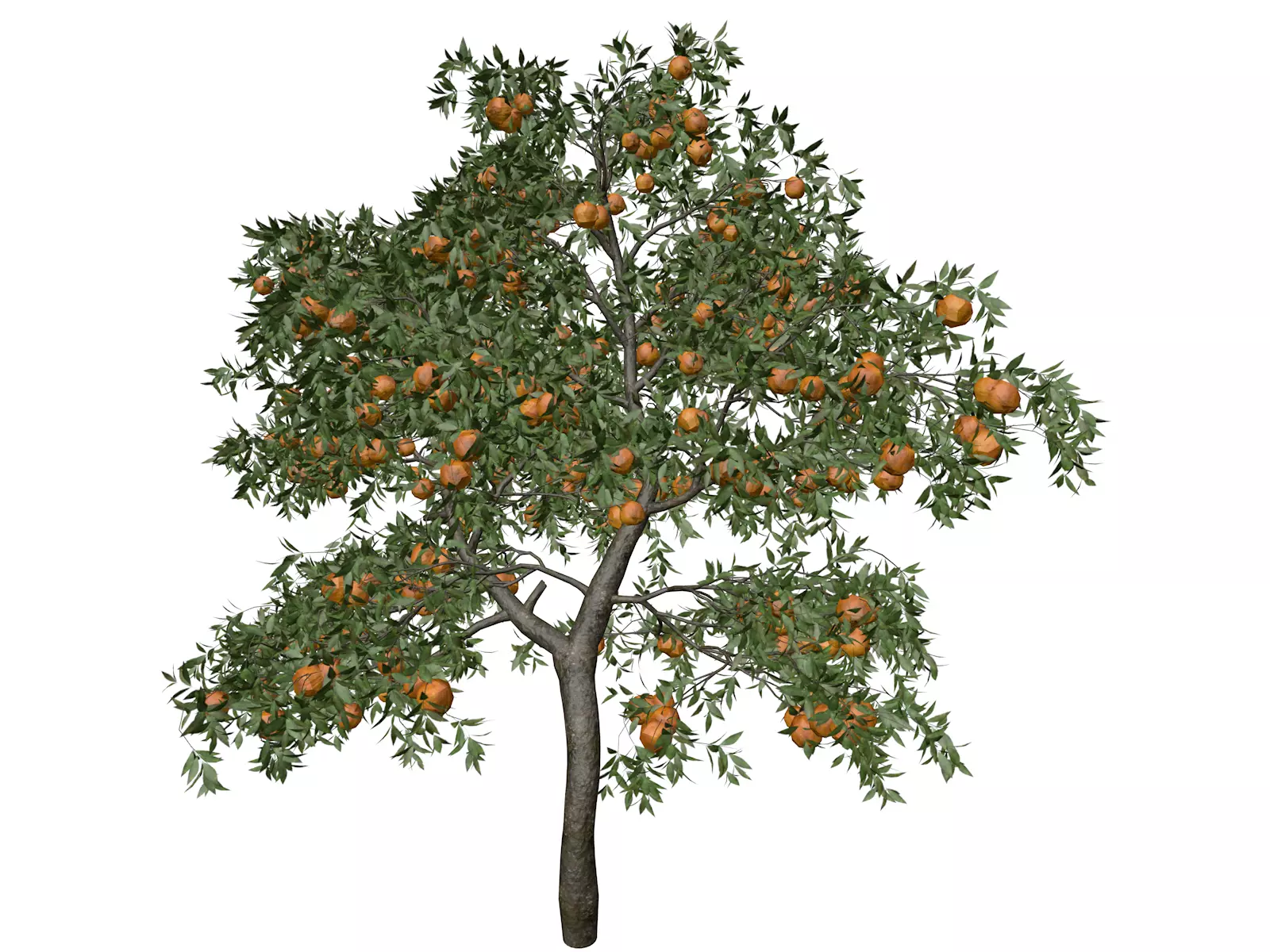 Orange Tree - 10 - 3D model_0