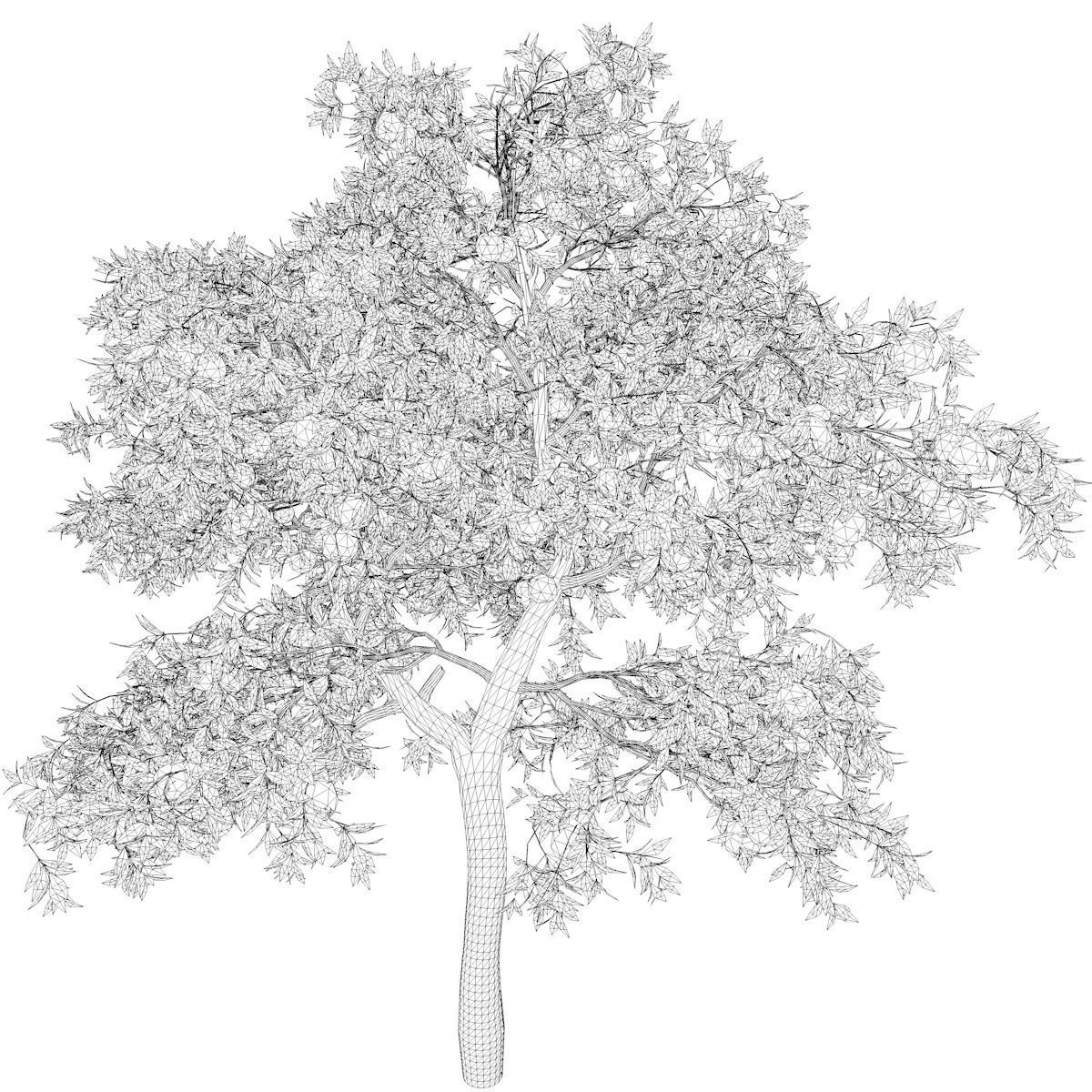 Orange Tree - 10 - 3D model_2