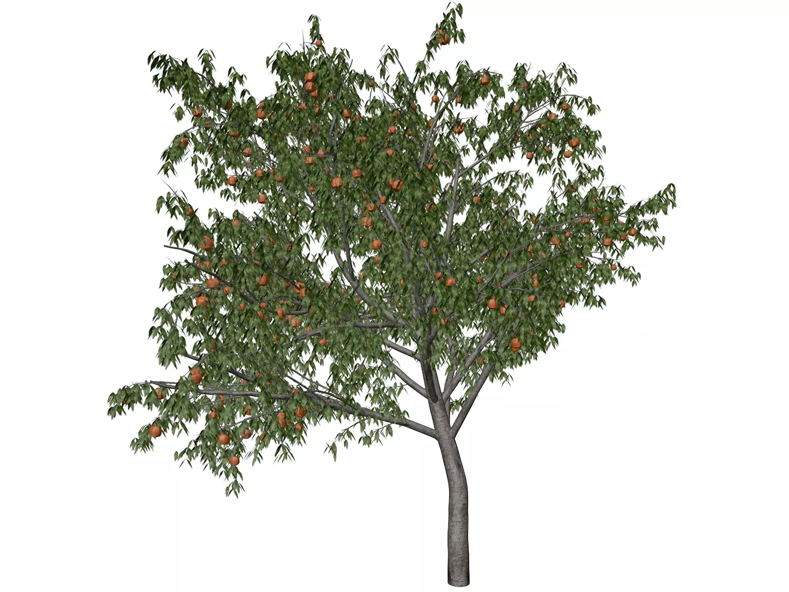Peach Tree - 03 - 3D model_0
