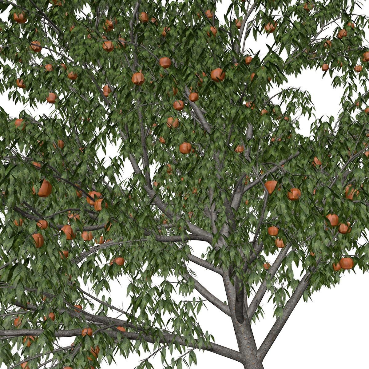 Peach Tree - 03 - 3D model_3