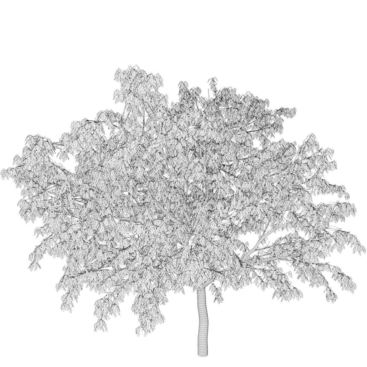 Peach Tree - 06 - 3D model_2