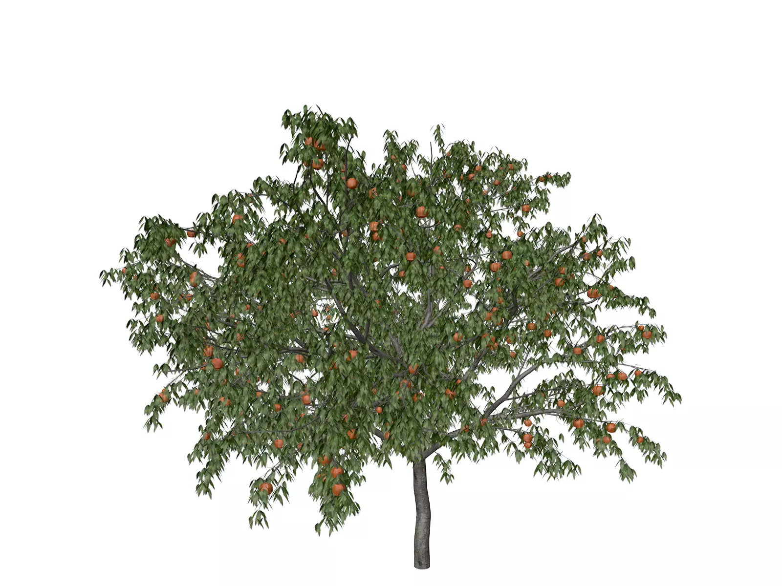 Peach Tree - 06 - 3D model_0