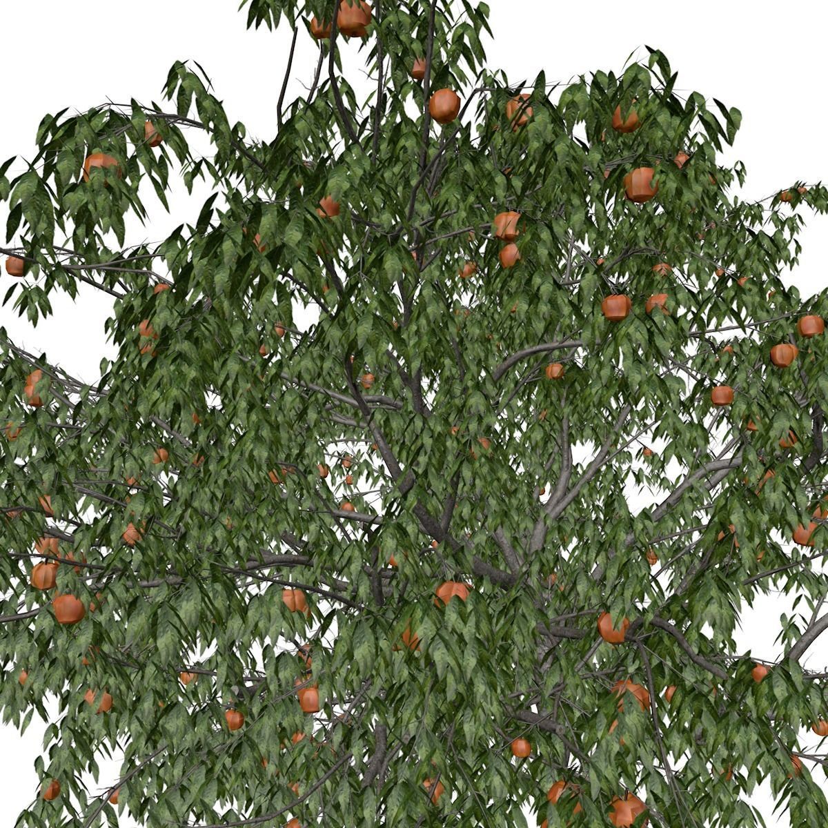 Peach Tree - 06 - 3D model_3