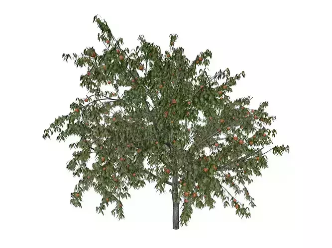 Peach Tree - 07 - 3D model