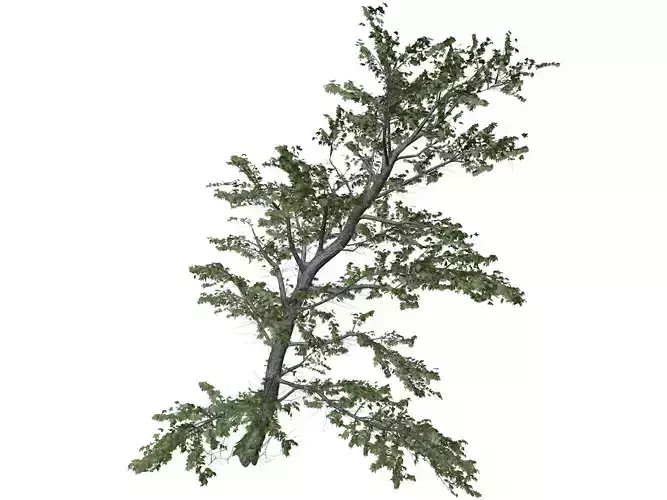 Plitvice Maple Tree - 01 -