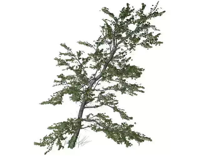 Plitvice Maple Tree - 02 -