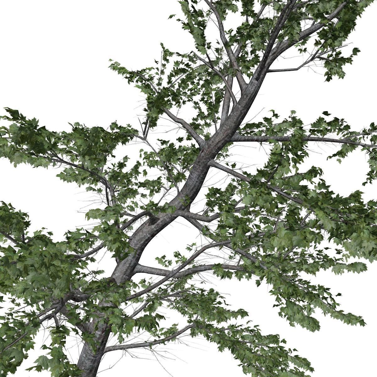 Plitvice Maple Tree - 03 - 3D model_3