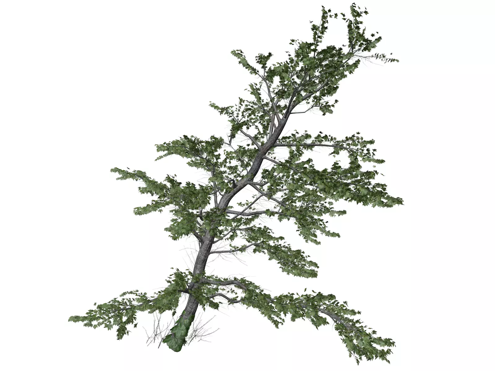 Plitvice Maple Tree - 03 - 3D model_0