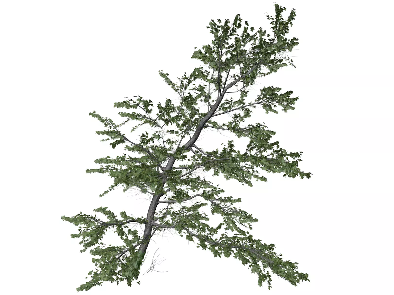 Plitvice Maple Tree - 04 - 3D model_0