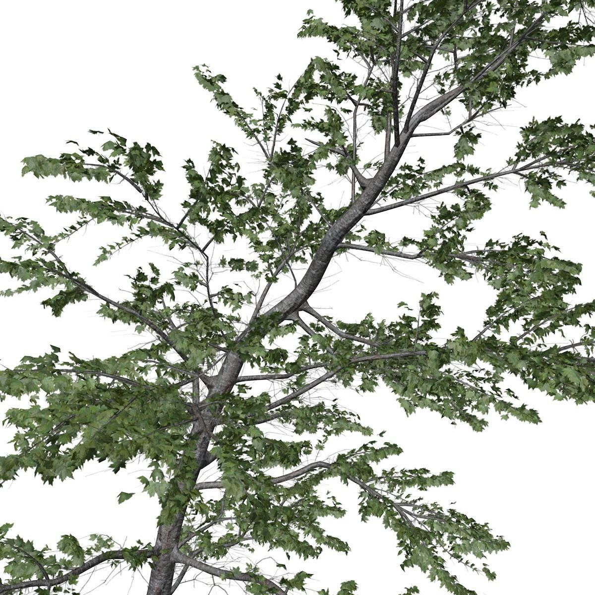 Plitvice Maple Tree - 04 - 3D model_3