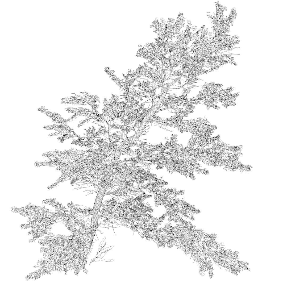 Plitvice Maple Tree - 04 - 3D model_2