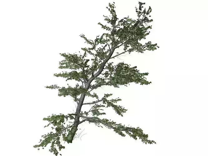 Plitvice Maple Tree - 05 -