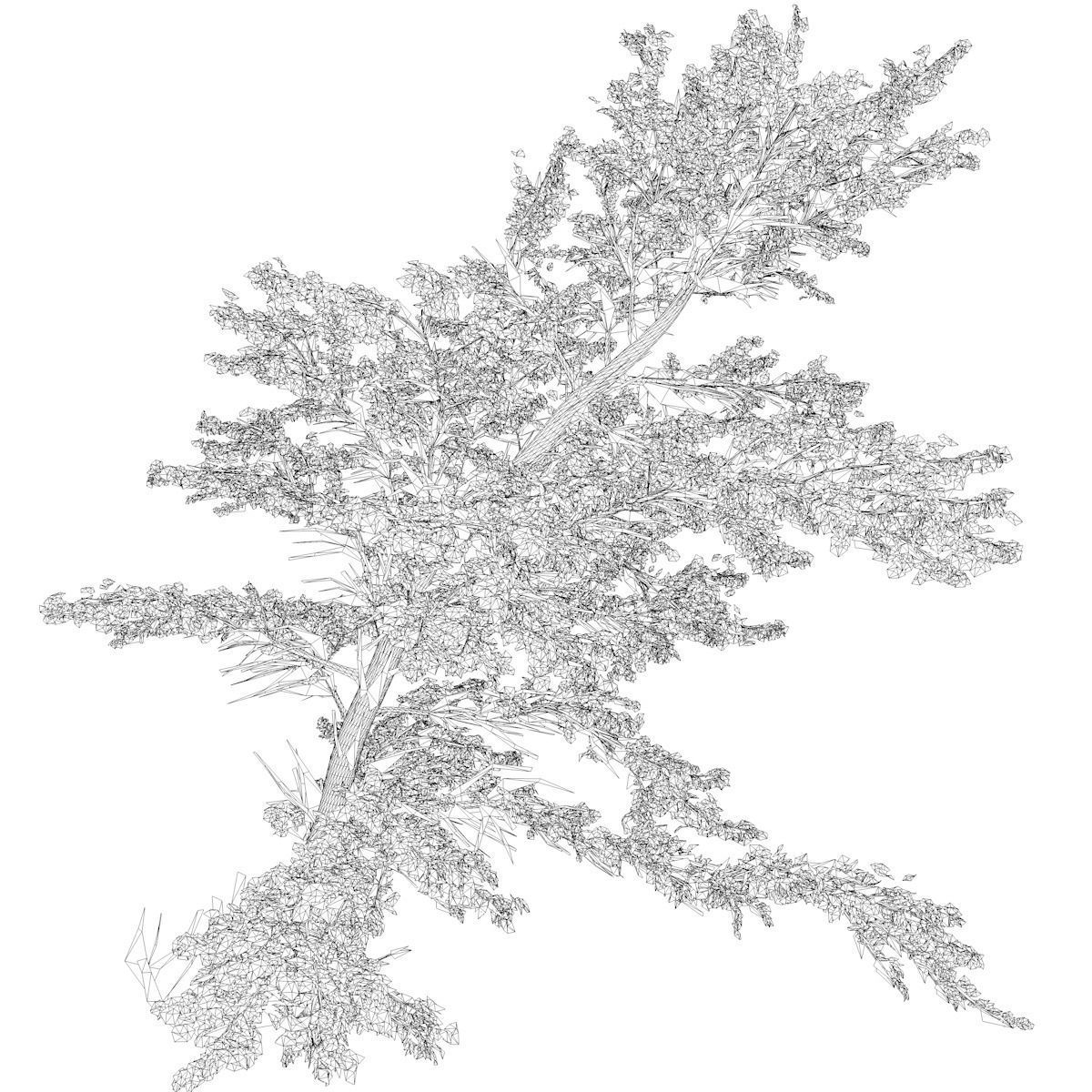Plitvice Maple Tree - 06 - 3D model_2