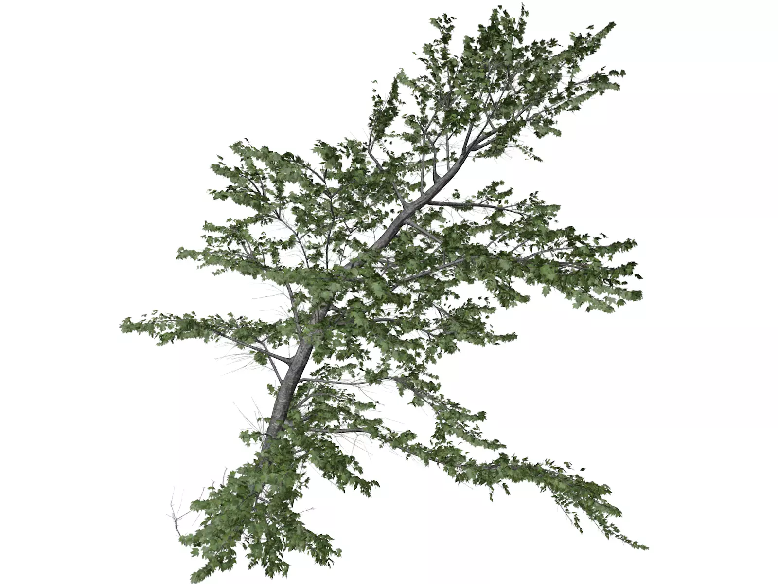 Plitvice Maple Tree - 06 - 3D model_0