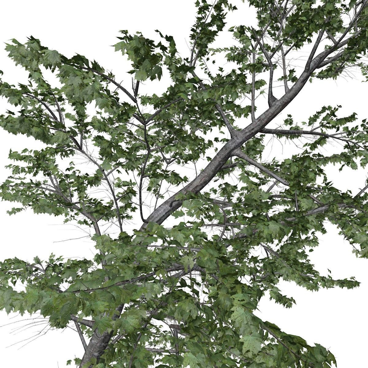 Plitvice Maple Tree - 06 - 3D model_3