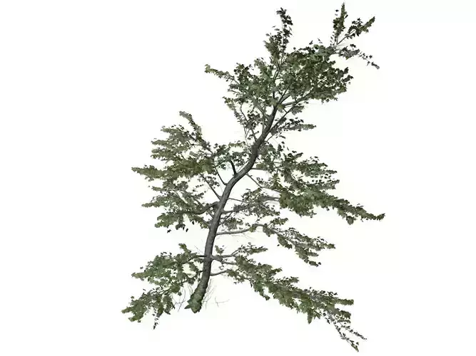 Plitvice Maple Tree - 07 -