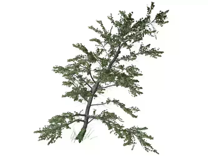 Plitvice Maple Tree - 08 -