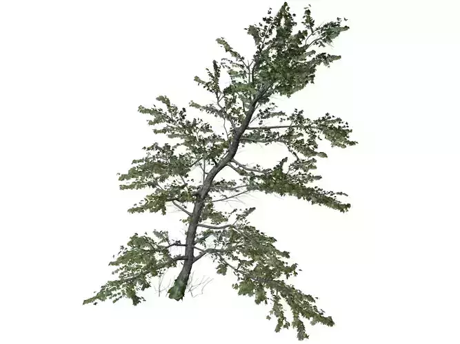 Plitvice Maple Tree - 09 -