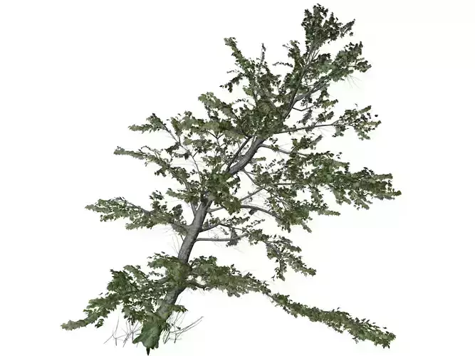 Plitvice Maple Tree - 10 -