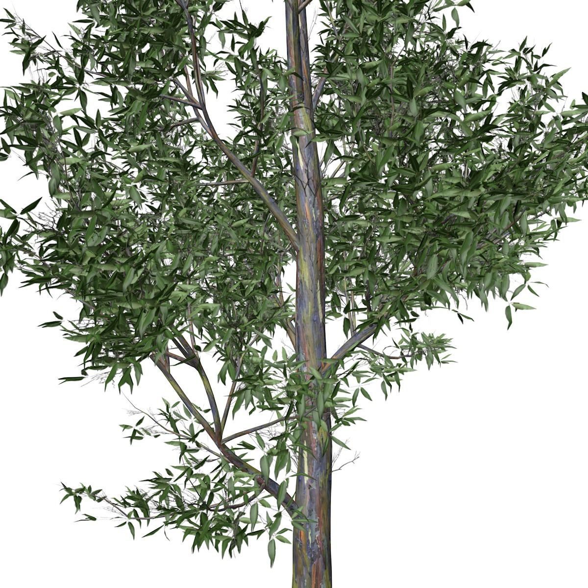 Rainbow Gum Tree - 01 - 3D model_3