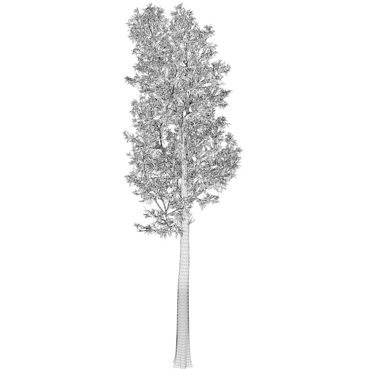 Rainbow Gum Tree - 01 - 3D model_2