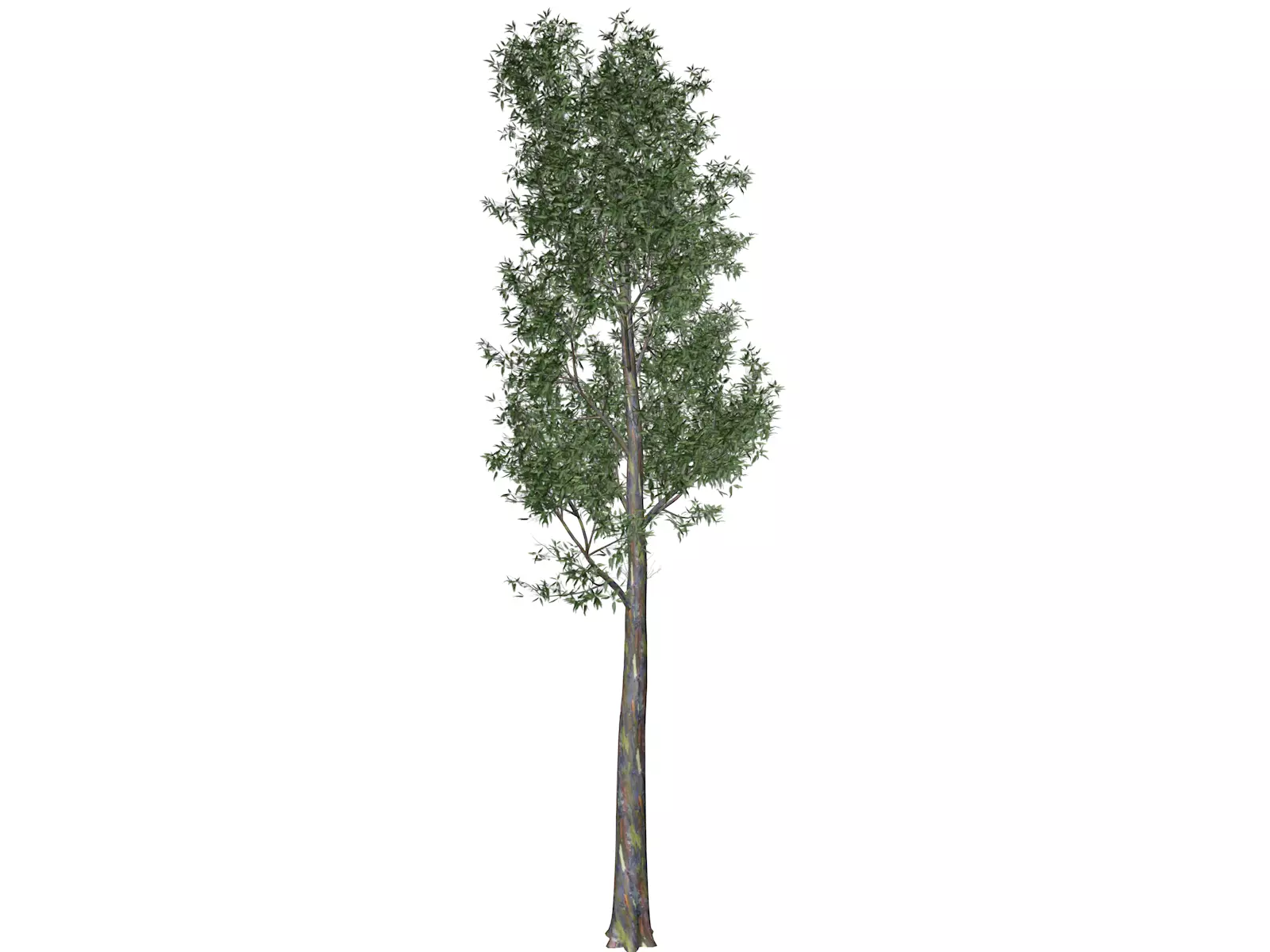 Rainbow Gum Tree - 01 - 3D model_0