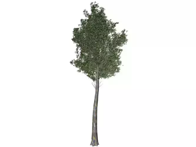 Rainbow Gum Tree - 04 -