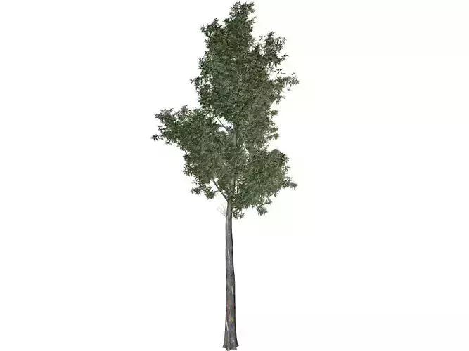 Rainbow Gum Tree - 06 -