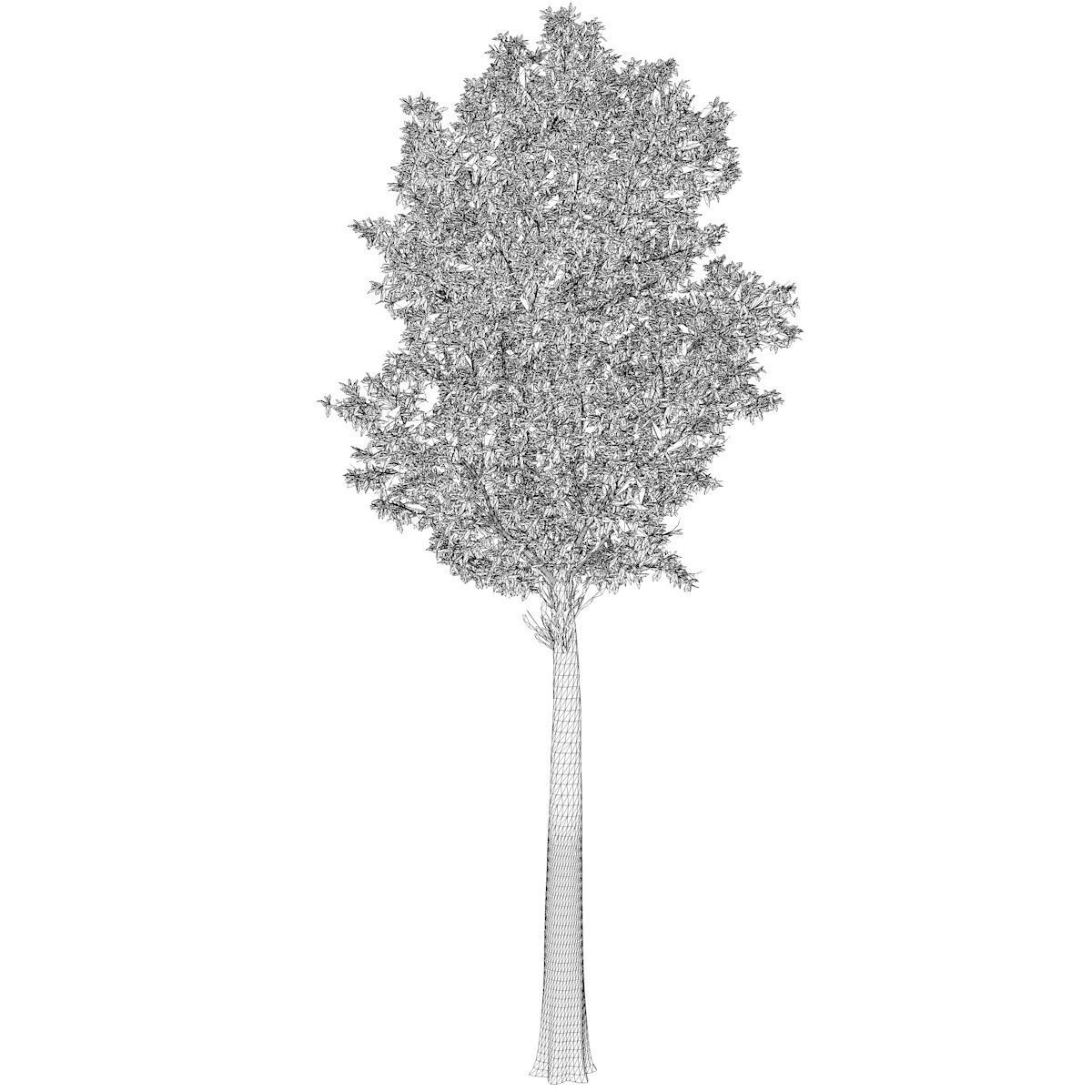 Rainbow Gum Tree - 07 - 3D model_2