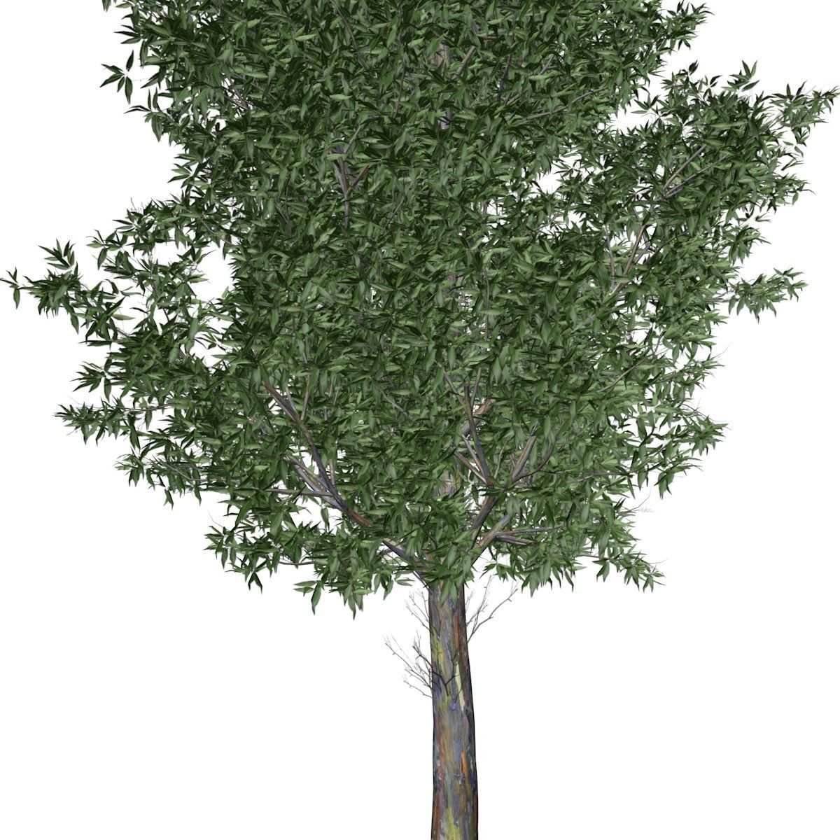 Rainbow Gum Tree - 07 - 3D model_3