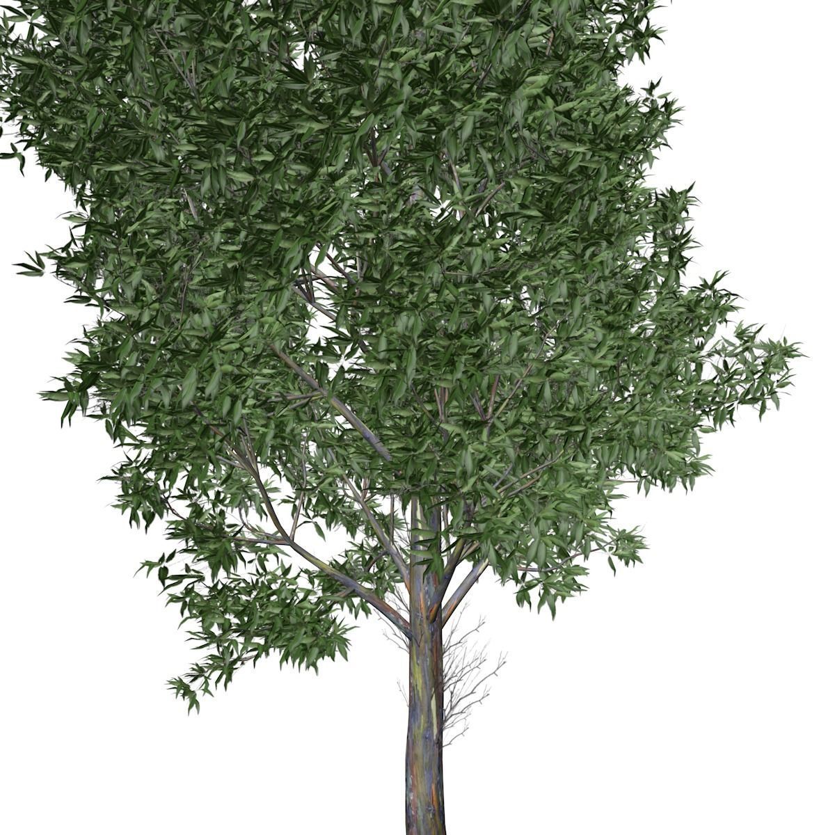 Rainbow Gum Tree - 09 - 3D model_3