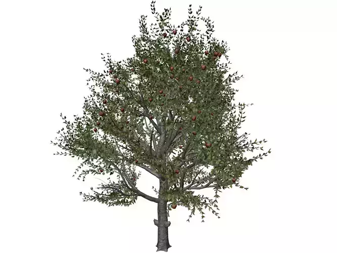 Red Delicious Apple Tree - 01 - 3D model