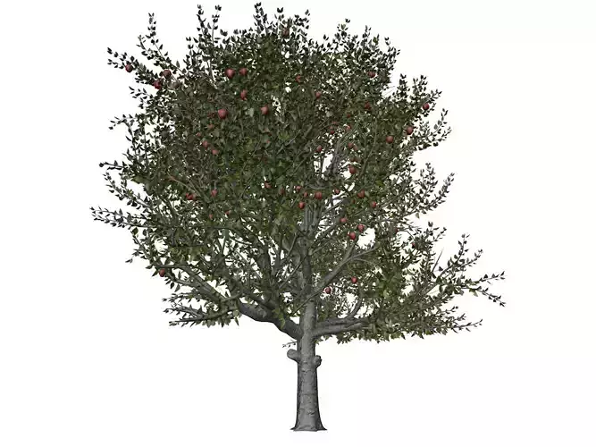 Red Delicious Apple Tree - 02 - 3D model