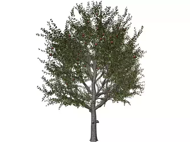 Red Delicious Apple Tree - 03 - 3D model